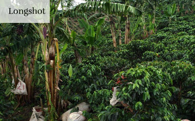 Fincas de café de especialidad