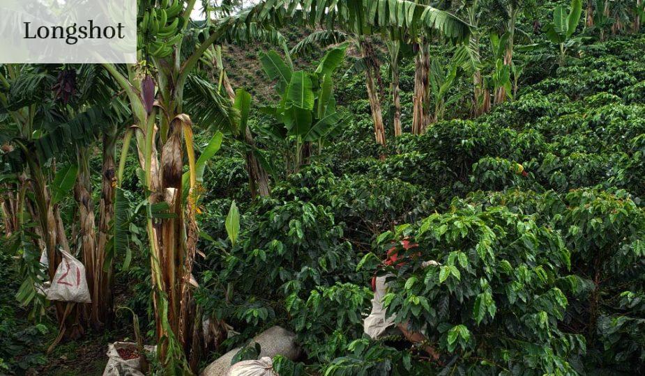 Fincas de café de especialidad