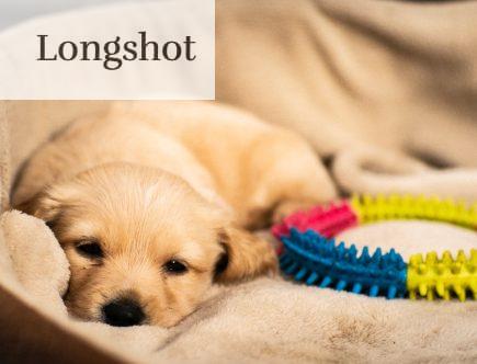 perro cansado durmiendo