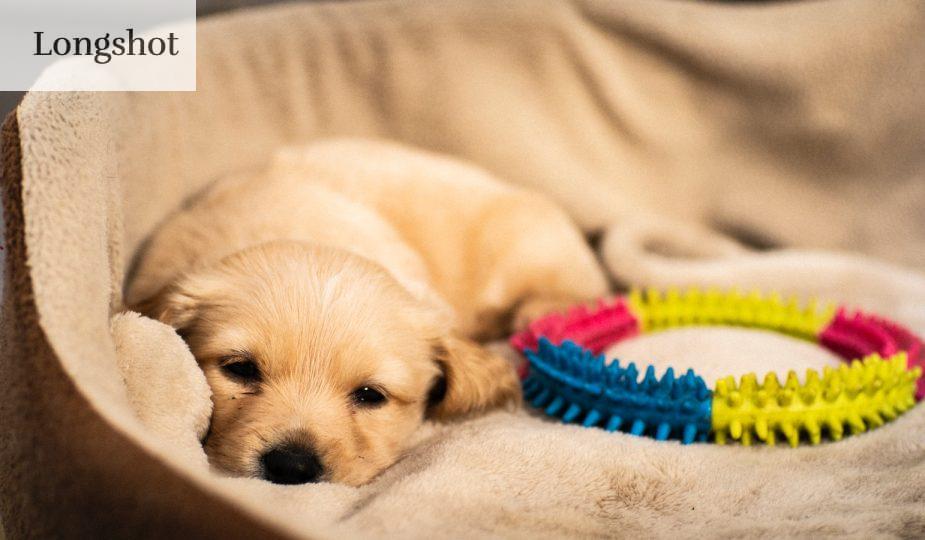 perro cansado durmiendo
