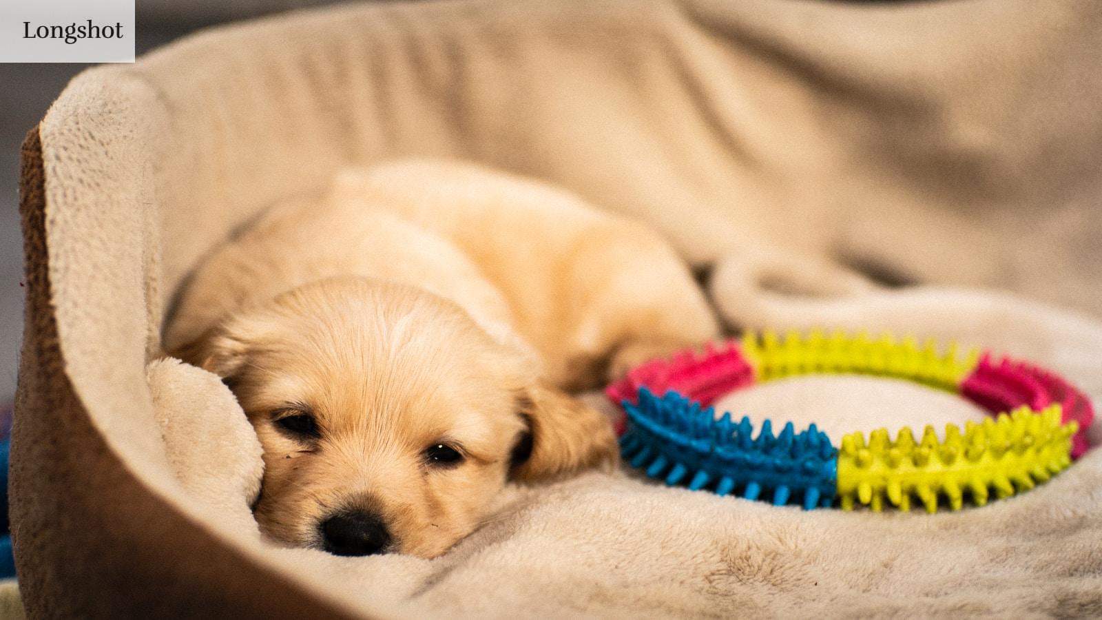 perro cansado durmiendo
