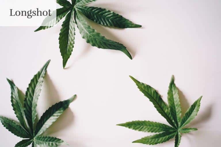 Hemp Leaves on a White Surface