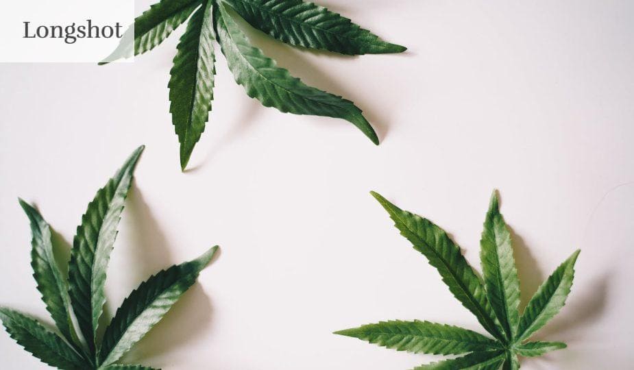 Hemp Leaves on a White Surface