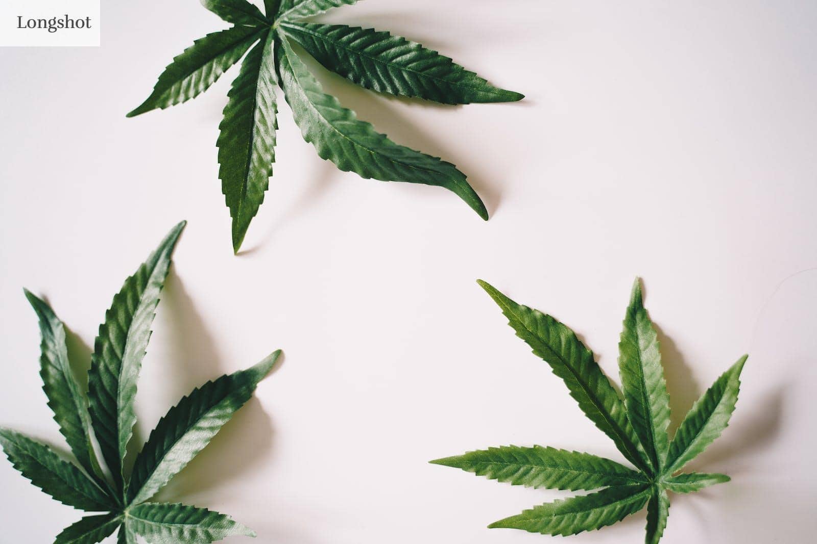 Hemp Leaves on a White Surface