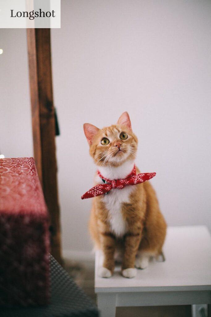 gato