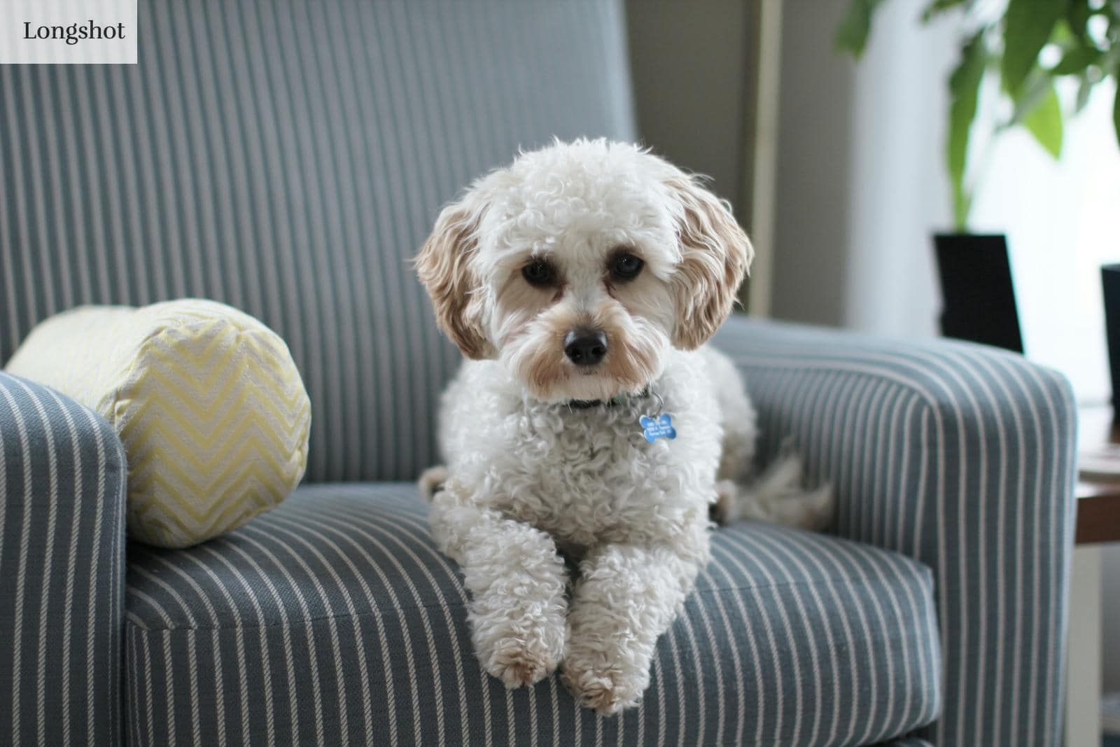 perro sobre el sofa