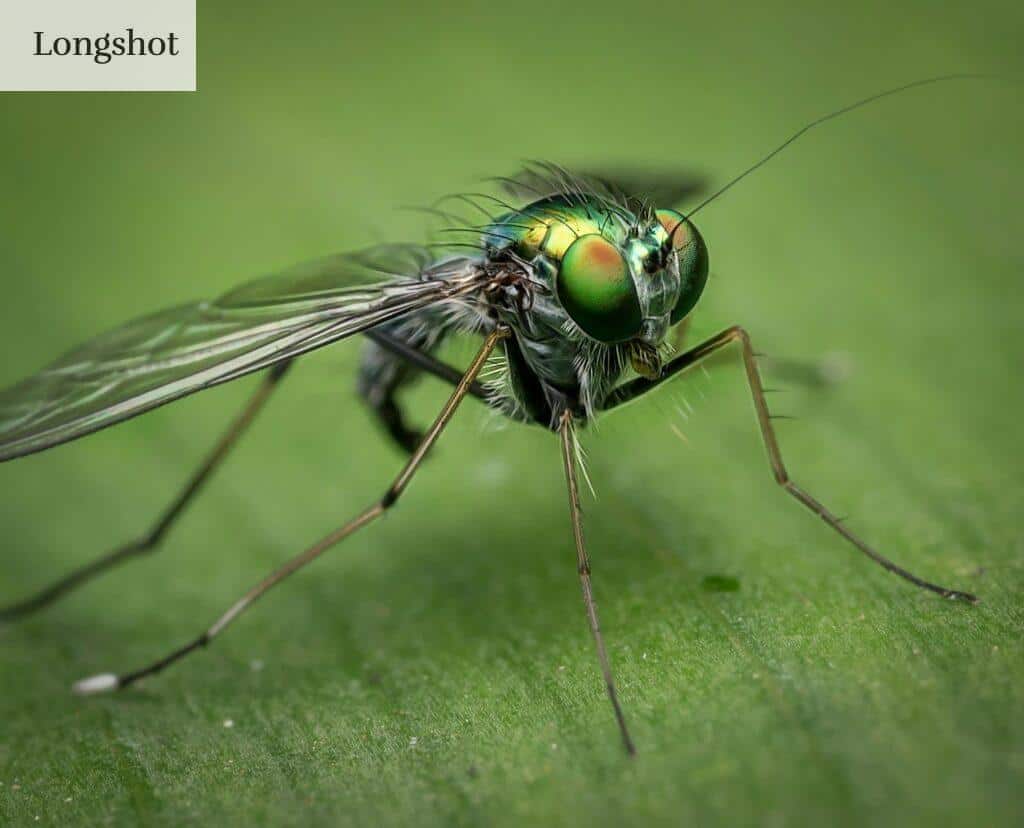 mosquito