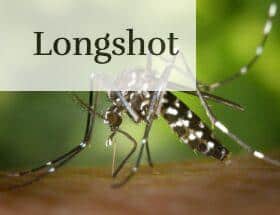 mosquito