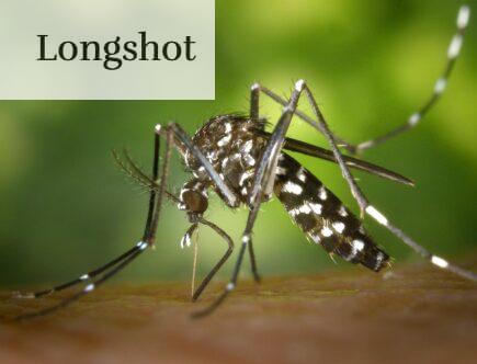 mosquito