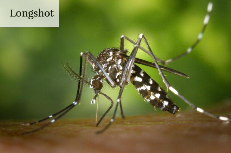 mosquito