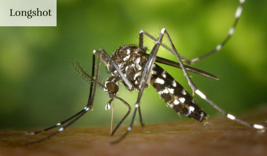 mosquito