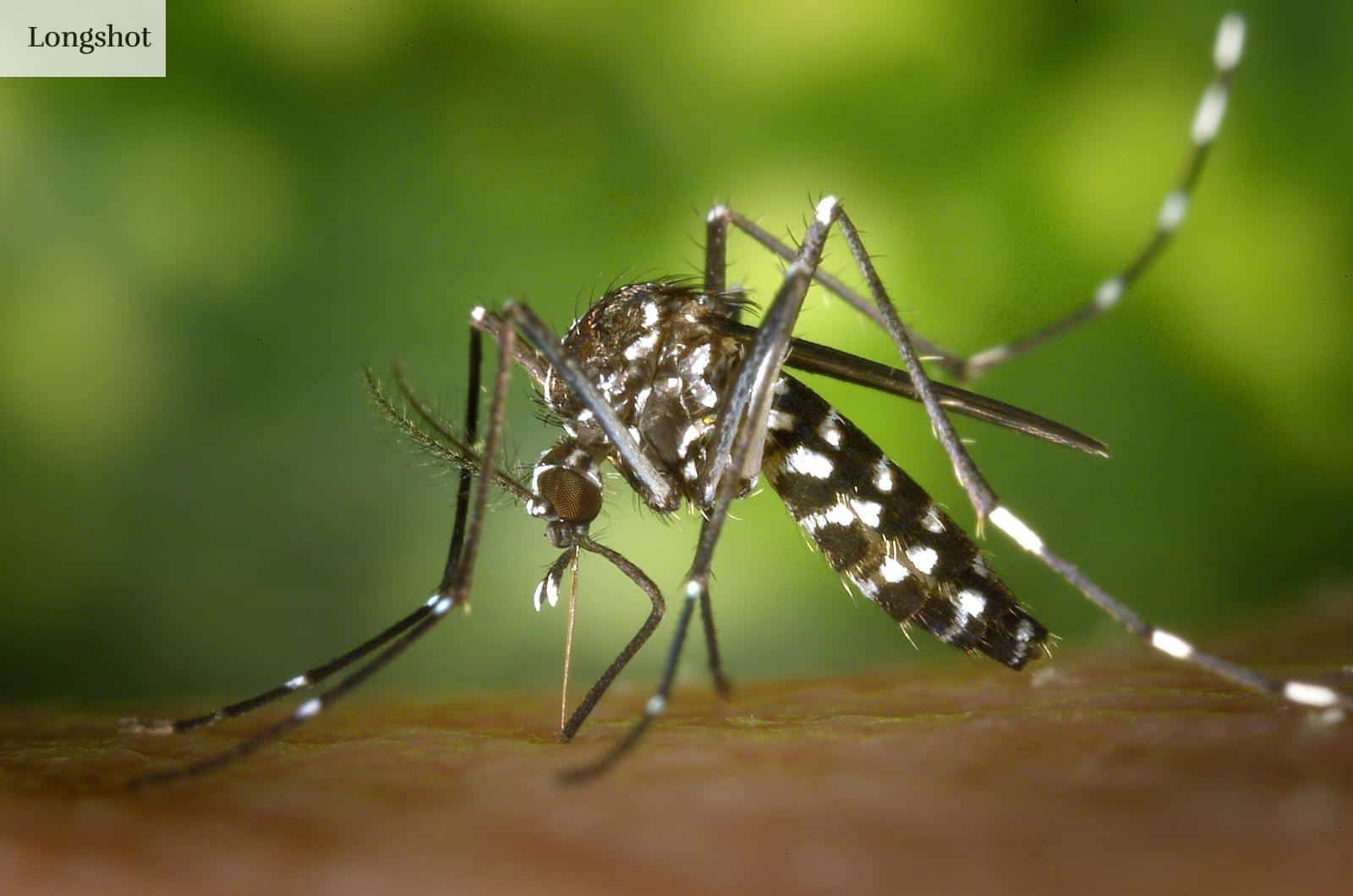 mosquito