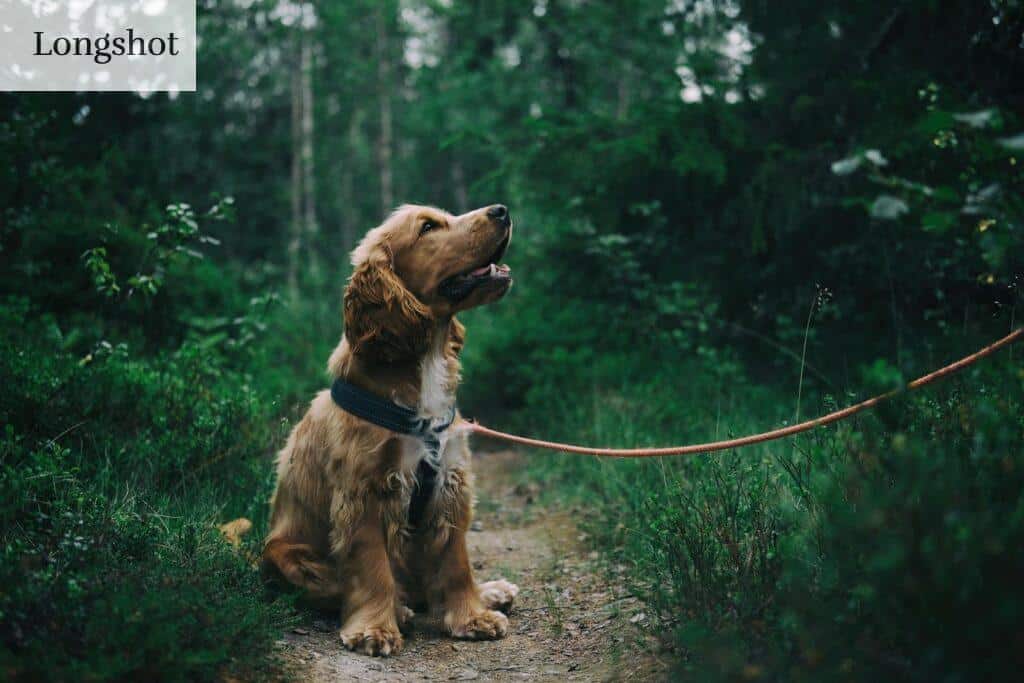 Adorable cocker spaniel puppy enjoying a walk in a lush Swedish forest.