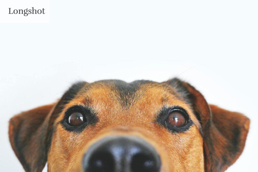 Adorable close-up of a brown dog's face with a curious expression and focus on its eyes and nose.