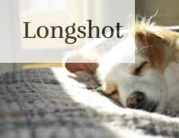 A cute puppy sleeping peacefully on a bed in a sunny room, showcasing calm and warmth.