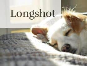 A cute puppy sleeping peacefully on a bed in a sunny room, showcasing calm and warmth.
