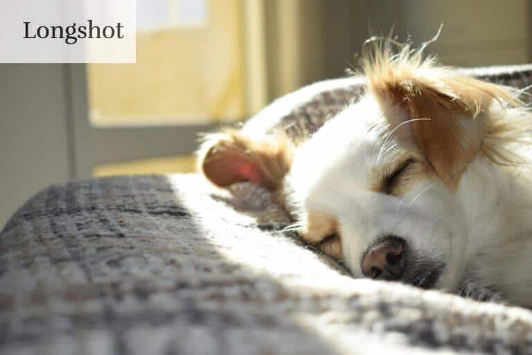 A cute puppy sleeping peacefully on a bed in a sunny room, showcasing calm and warmth.