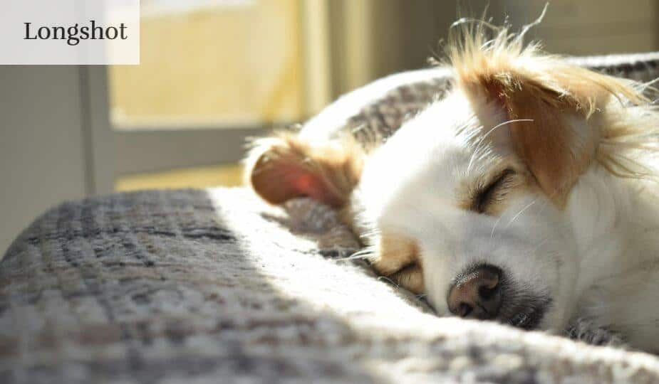 A cute puppy sleeping peacefully on a bed in a sunny room, showcasing calm and warmth.