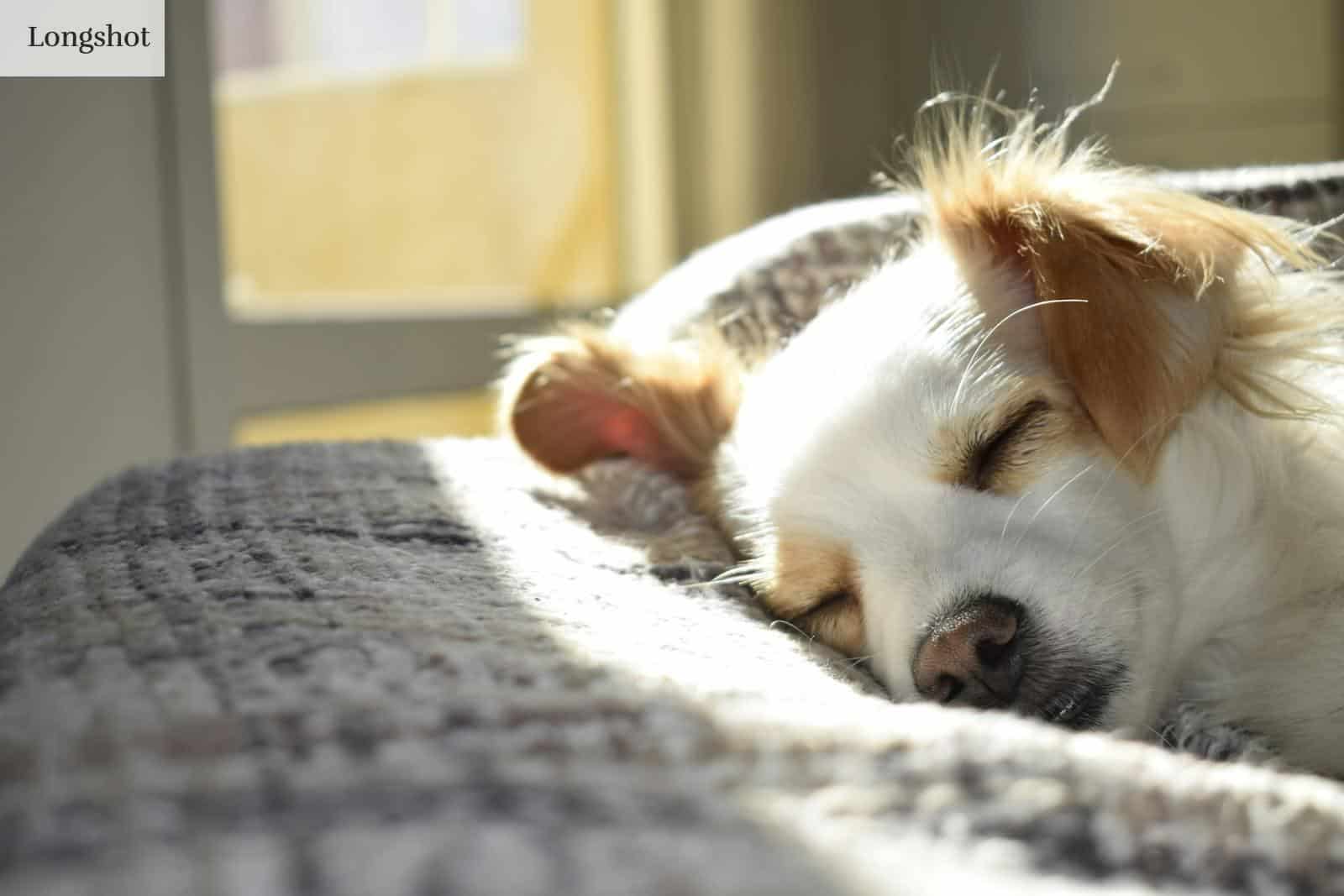 A cute puppy sleeping peacefully on a bed in a sunny room, showcasing calm and warmth.
