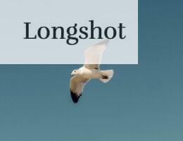 white and black bird flying under blue sky during daytime