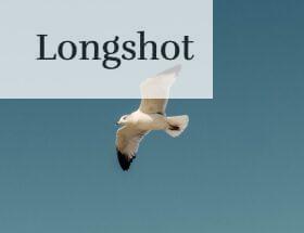 white and black bird flying under blue sky during daytime