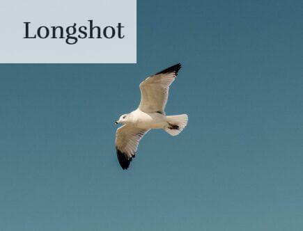 white and black bird flying under blue sky during daytime