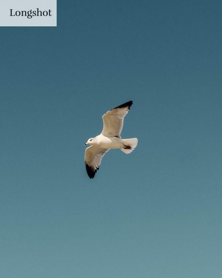 white and black bird flying under blue sky during daytime