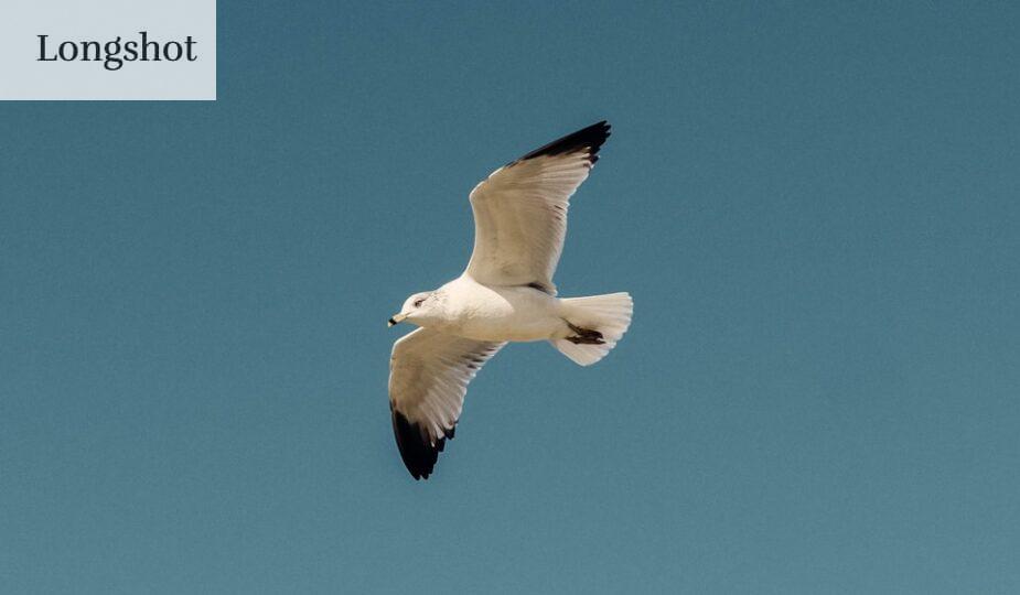 white and black bird flying under blue sky during daytime
