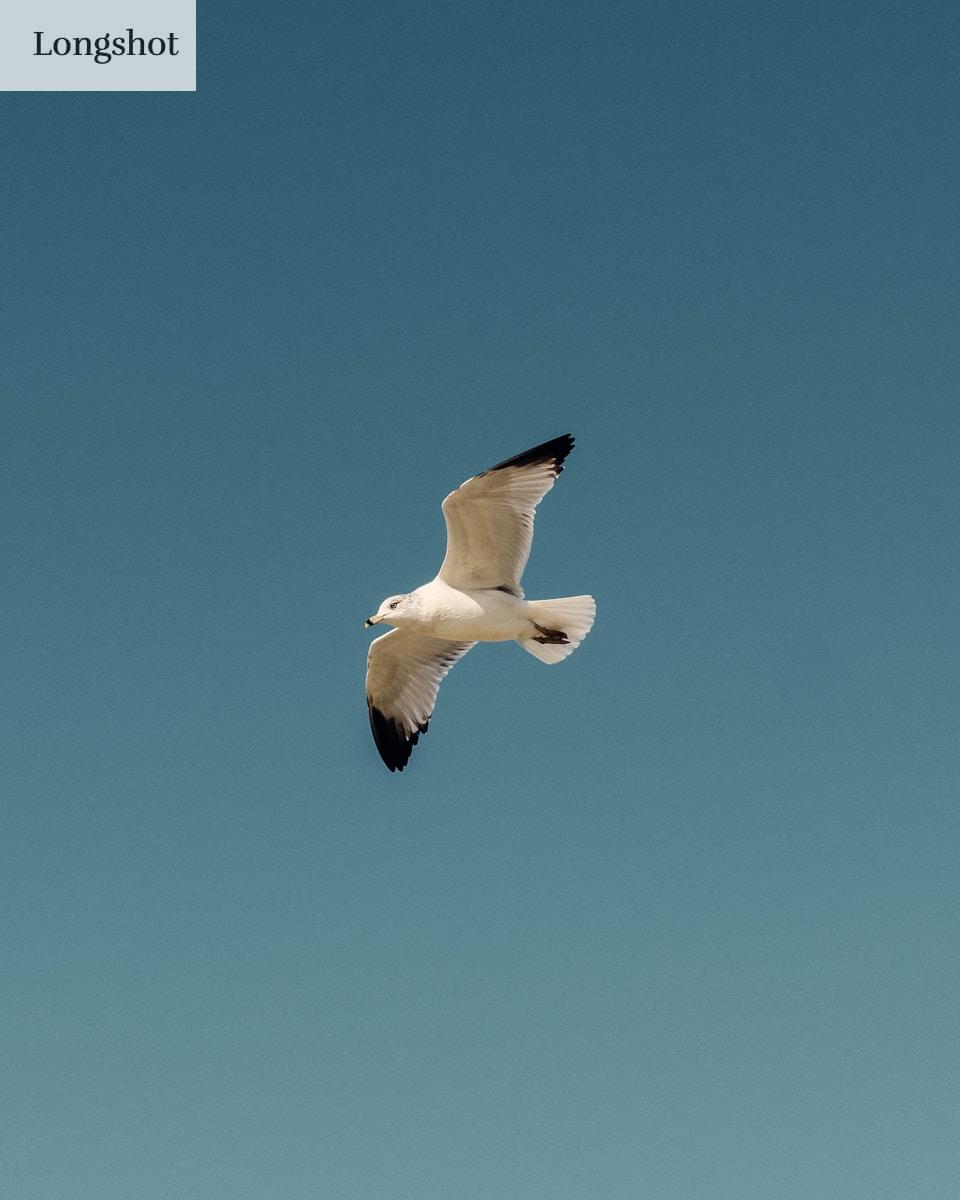 white and black bird flying under blue sky during daytime